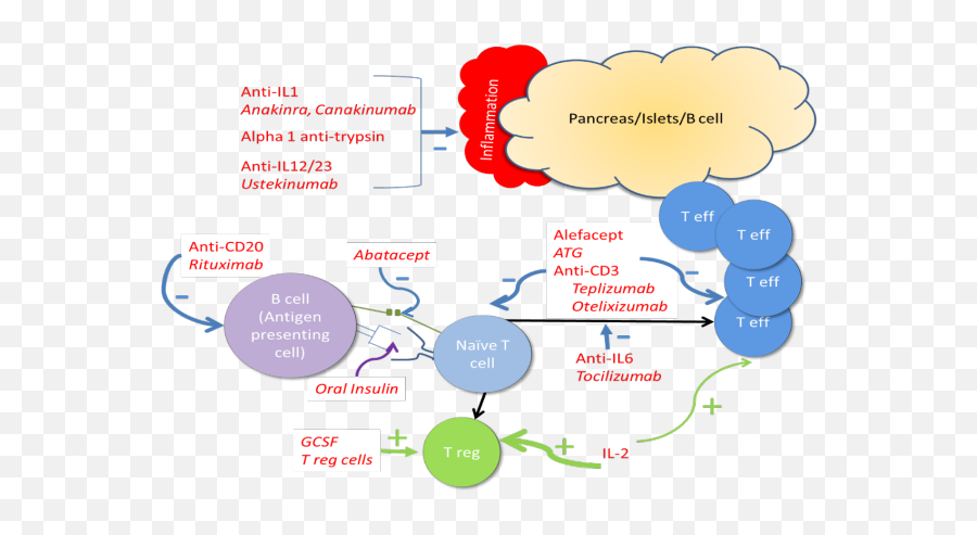 Chapters Archive - Page 22 Of 41 Endotext Teplizumab Mechanism Of Action In Diabetes Emoji,The Word Emotions Absract