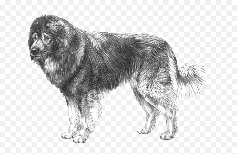 Dog Breed Info Photos - Northern Breed Group Emoji,Caucasian Mountain Shepherd Puppy Emoticon