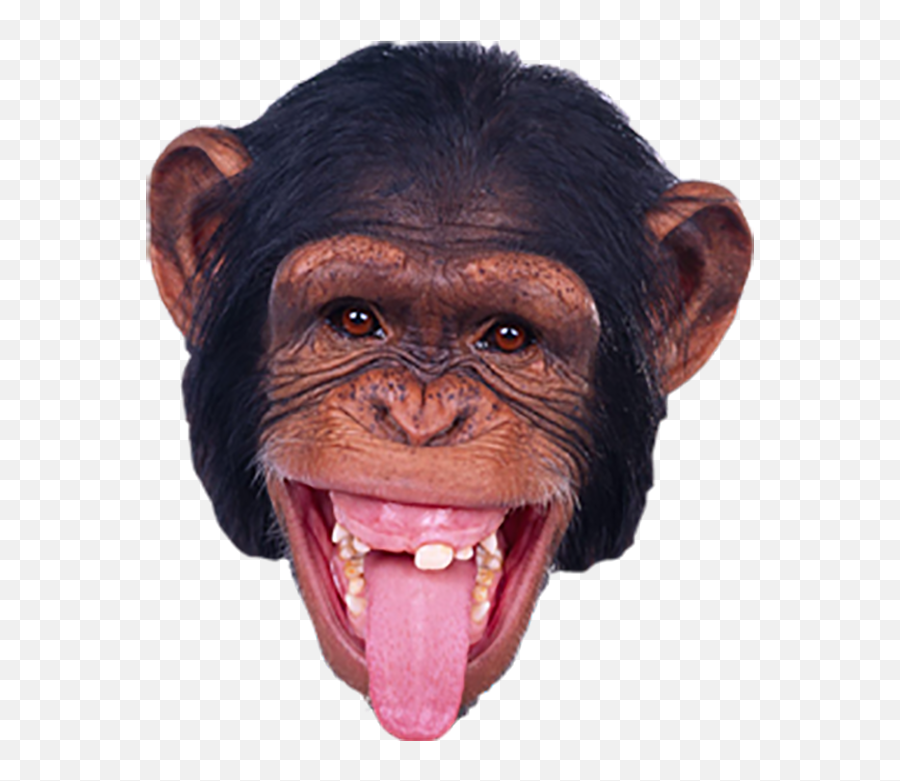 Monkey Face Head Png Images Download Emoji,Thinking Emoji Clear Backround