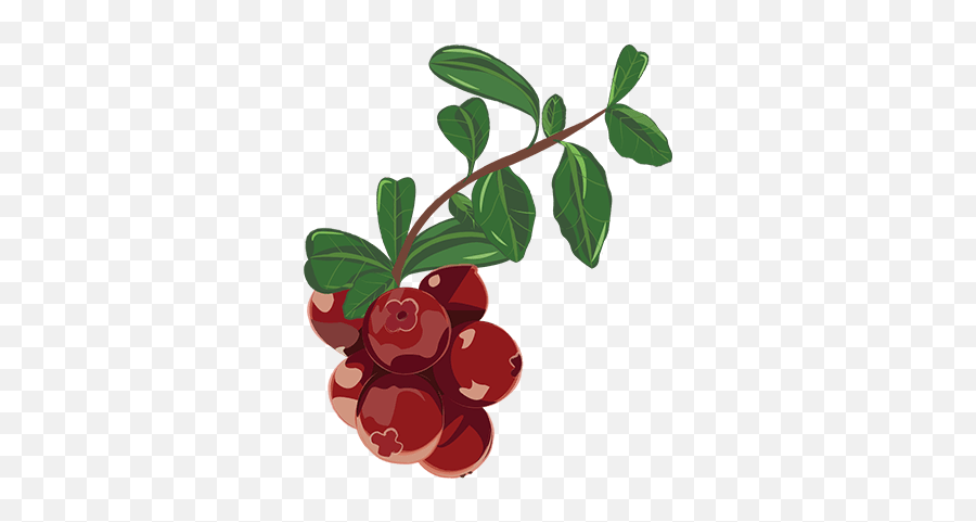 Daydream Drinks Emoji,Cranberry Emoji