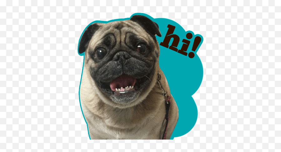 Animated Emoji Pug Page 1 - Line17qqcom,Animated Dog Emoji