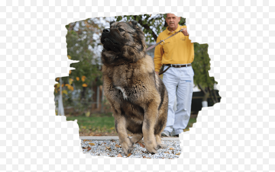 Titans - Animal Trainer Emoji,Caucasian Mountain Shepherd Puppy Emoticon