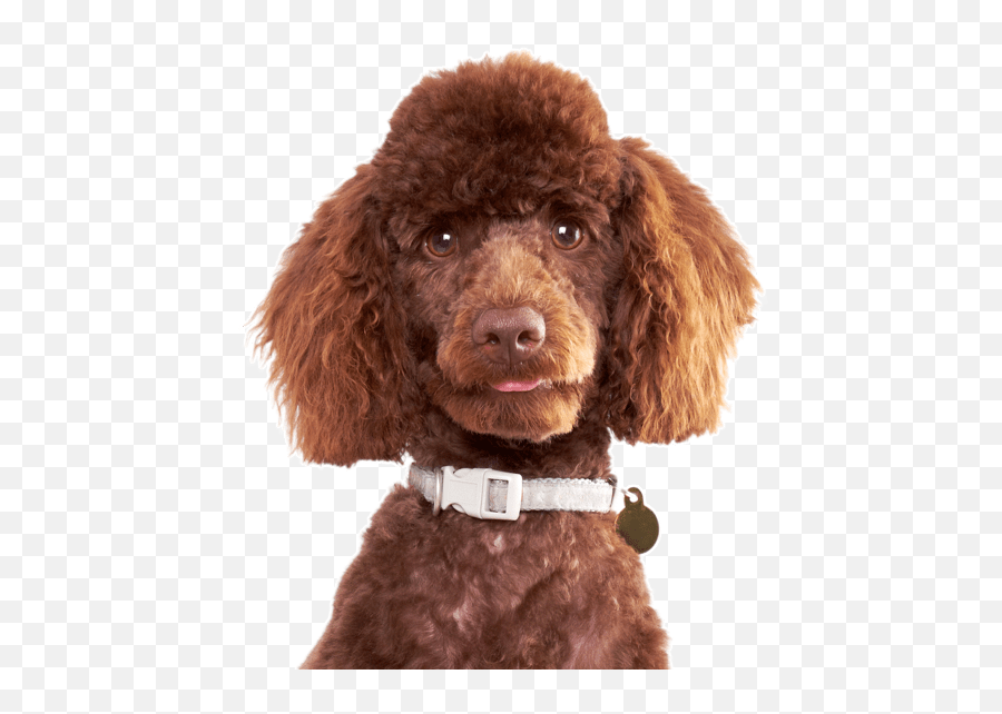 Golden Doodle Png - French Poodle Png Emoji,Labradoodle Emoji