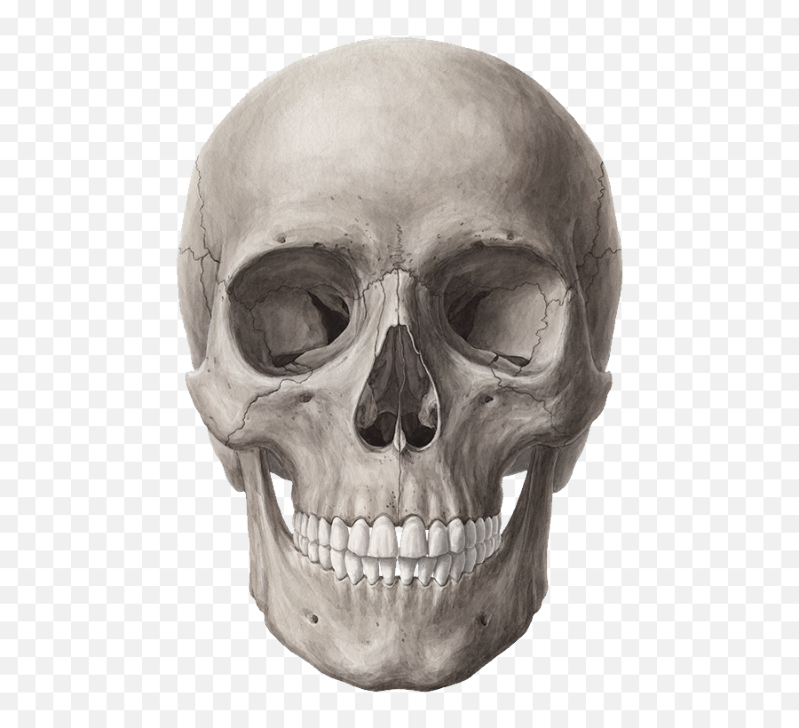 Skull Reference Human Skull Anatomy - Skull Png Emoji,Skulls Emotions Reference Drawing