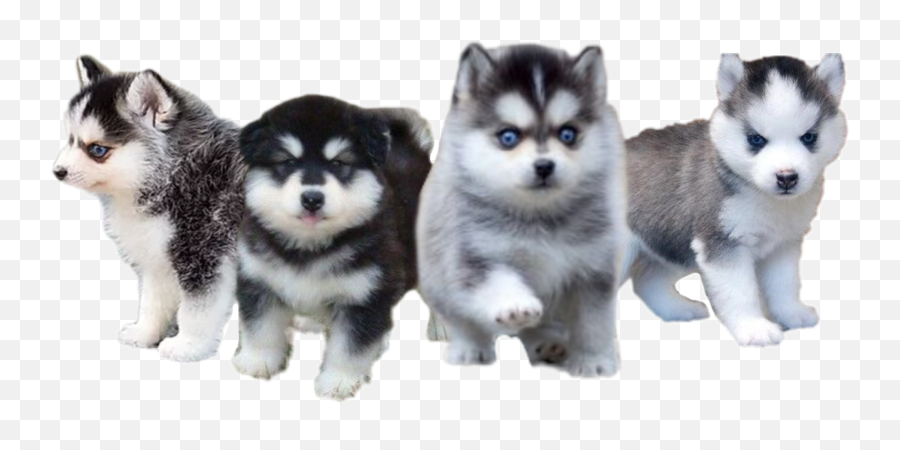 Sticker By Please Stop Tagging Me In Things - Siberian Husky Puppies Emoji,Bye Dog Emoji