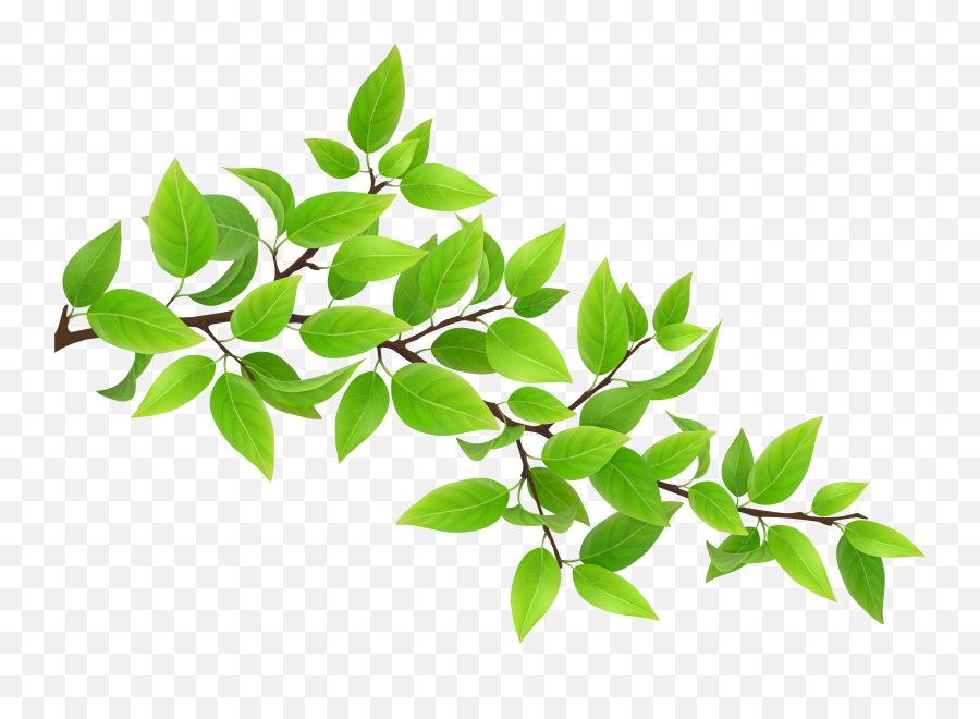 Collection Of Free Crayoned Clipart Green Crayon Download On - Transparent Background Tree Branch Png Emoji,Shrub Emoji