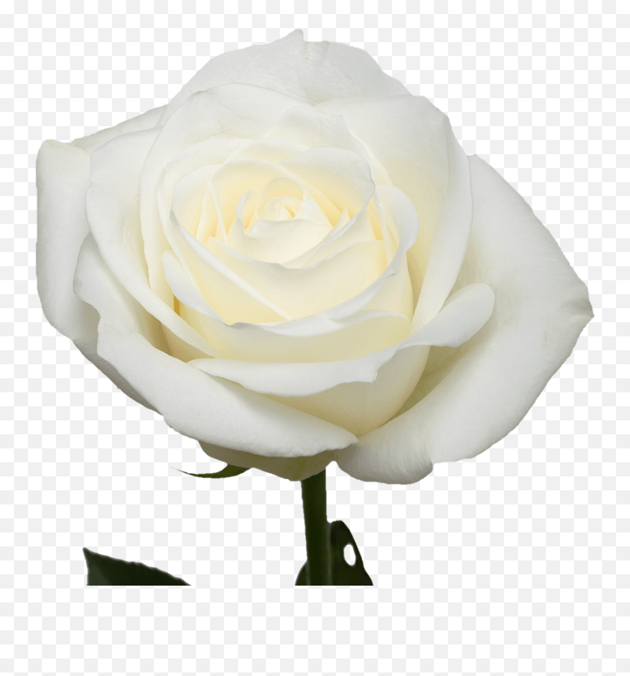 Floral Roses For Sale Wholesale Prices Globalrose Emoji,Rose Emoji