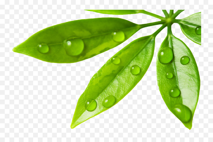 Leaf Water Drop Png Photo Png Mart Emoji,Water Drip Emoji