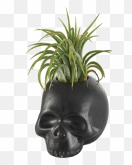 Spooky Home - Bottom Emoji,Houseplant Emoji