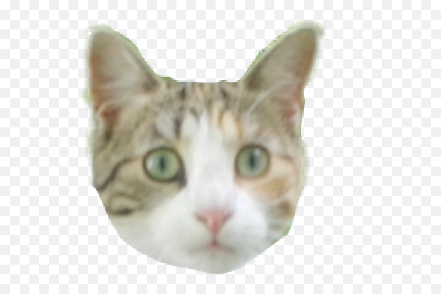 Cinay Freetoedit Cinay Sticker By Chachou666 Emoji,Tabby Cat Emoji