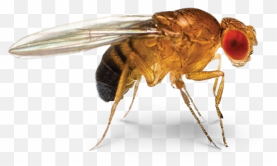 Insect Cockroach Common Fruit Fly Fruit Emoji,Flies Emoji