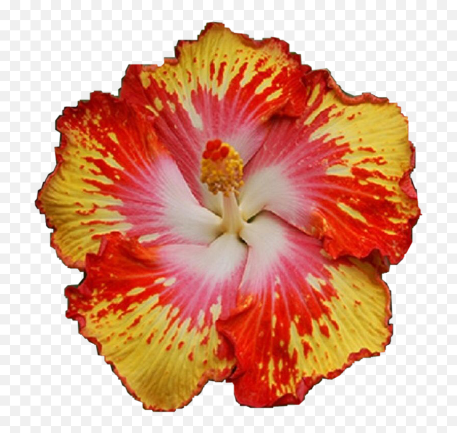 Flower Hawaiian Tropical Flowers - Shoeblackplant Emoji,Tropical Flower Emoji