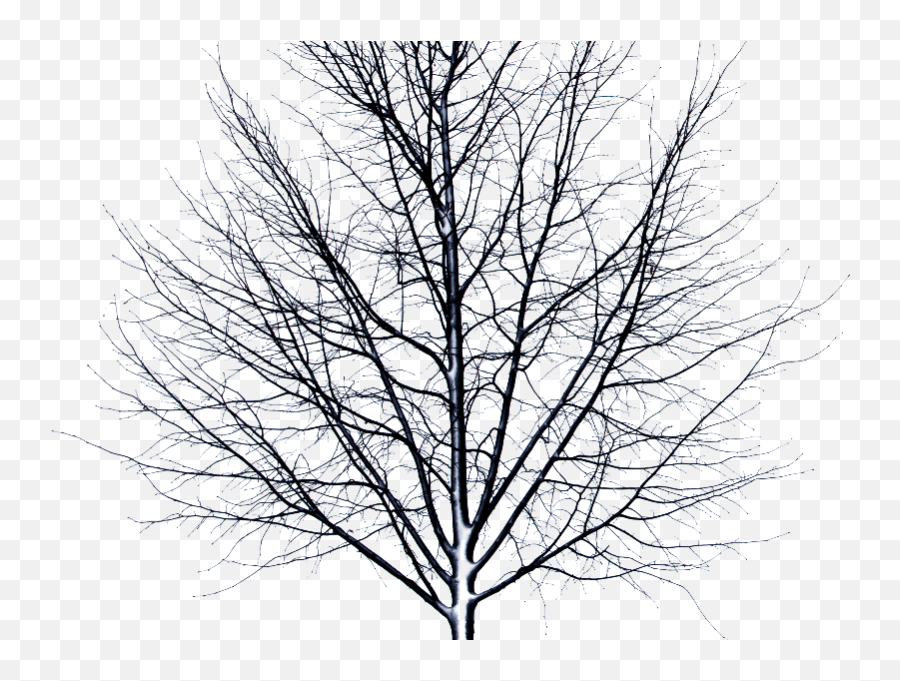 Tree With Green Leaves Isolated Object - Thorn Tree Png Emoji,Dead Tree Emoji