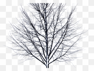 Tree With Green Leaves Isolated Object - Thorn Tree Png Emoji,Dead Tree Emoji
