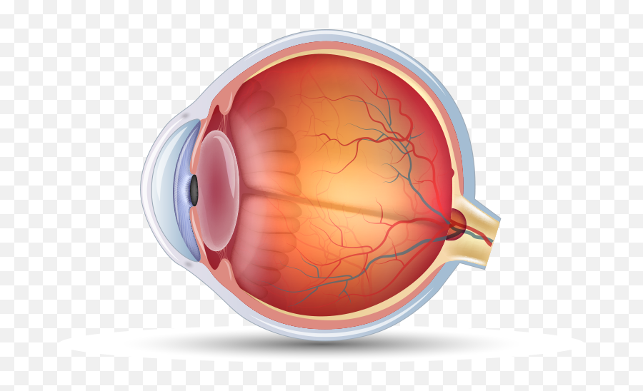 Durysta Bimatoprost Implant Patient Website - Shaken Baby Syndrome Retinal Hemorrhage Emoji,The Orange Emotion From Inside Out