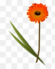 Free Clipart Chiyo Chichi Nacreous - Transvaal Daisy Emoji,Chiyo-chichi Emoticons