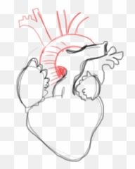 Drawing A Blank Anatomical Heart Number One With A Bullet - Sketch Emoji,Emotion Drawing Reference Side