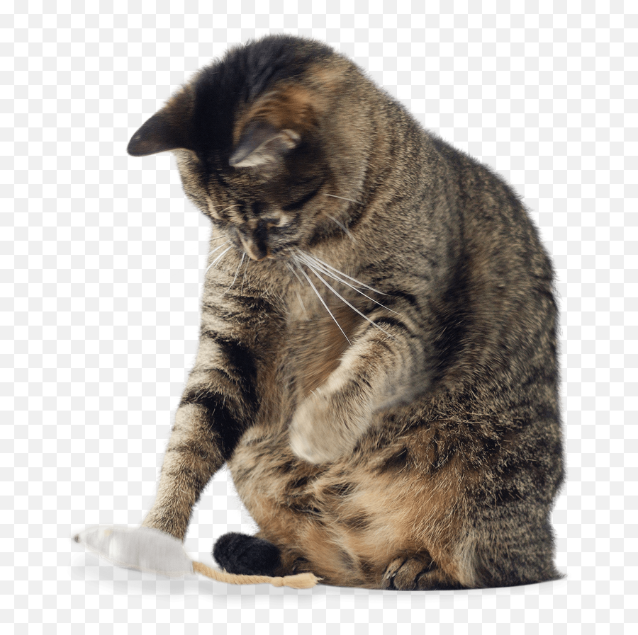 Antinol For Cats - Domestic Cat Emoji,Cats Emotions