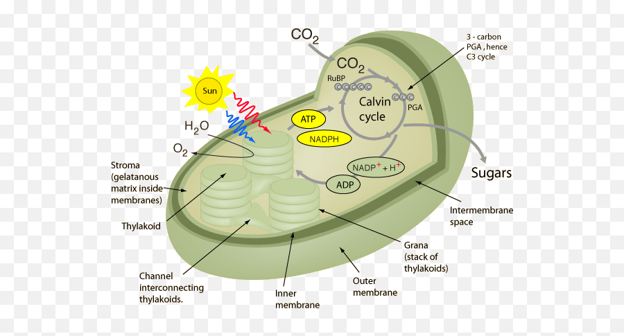 Where In The Chloroplast Does Photosynthesis Occur Emoji,Sunbelt Emojis