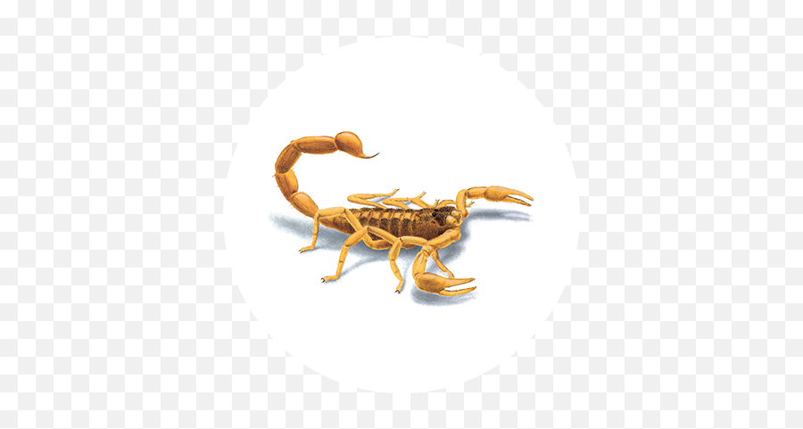 Scorpions Emoji,Animal Life Cycle Emotion Code