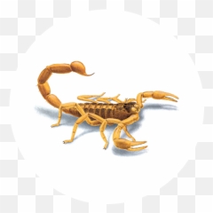 Scorpions Emoji,Animal Life Cycle Emotion Code