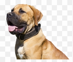 Free Photo Dog Snout Isolated Animal Portrait Pet - Max Pixel Emoji,Abstract Pug Emotion