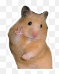 Freetoedit Memes Aesthetic 328716550013211 By Lwstommo Emoji,Frightened Hamster Slack Emoji