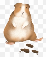 Guinea Pig Poop Chart - Soft Emoji,Guinea Pig Emoticon