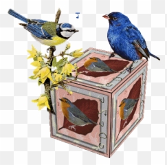 Novembro 2010 - Bird Supply Emoji,Emoticon De Continencia