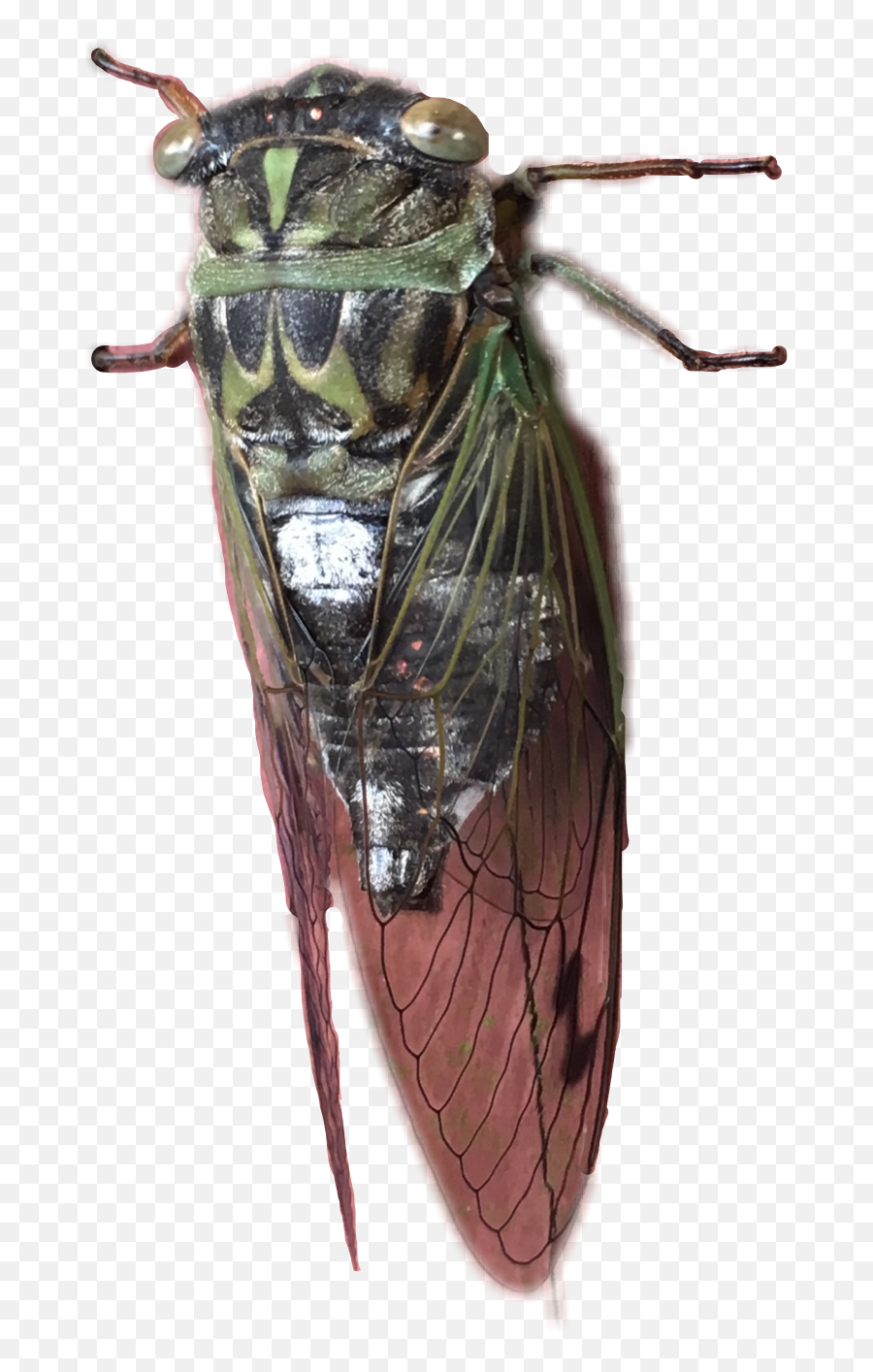Cicada Sticker - Parasitism Emoji,Cicada Emoji