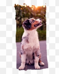 The Most Edited Australian - Shepherd Picsart Aussie Man Puppies Emoji,Australian Shepherd Emoji