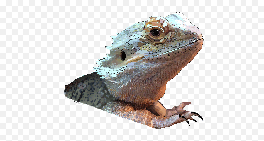 Bearded Dragon Gifts - Sagebrush Lizard Png Emoji,Do Bearded Dragons Change Color Do To Emotion