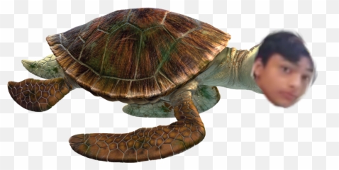 Turtle Emojis For Discord Slack - Crush Finding Nemo Character,Tucker Turtle Emojis