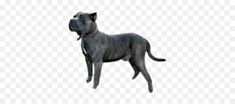 Matrixbay Pixabay - Cane Corso Emoji,Dog Ptbull Emojis