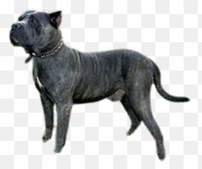 Matrixbay Pixabay - Cane Corso Emoji,Dog Ptbull Emojis