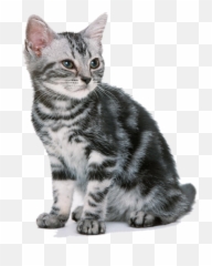Cat Emoji Real - American Shorthair Cat Kittens White Background,Kitty Emoji