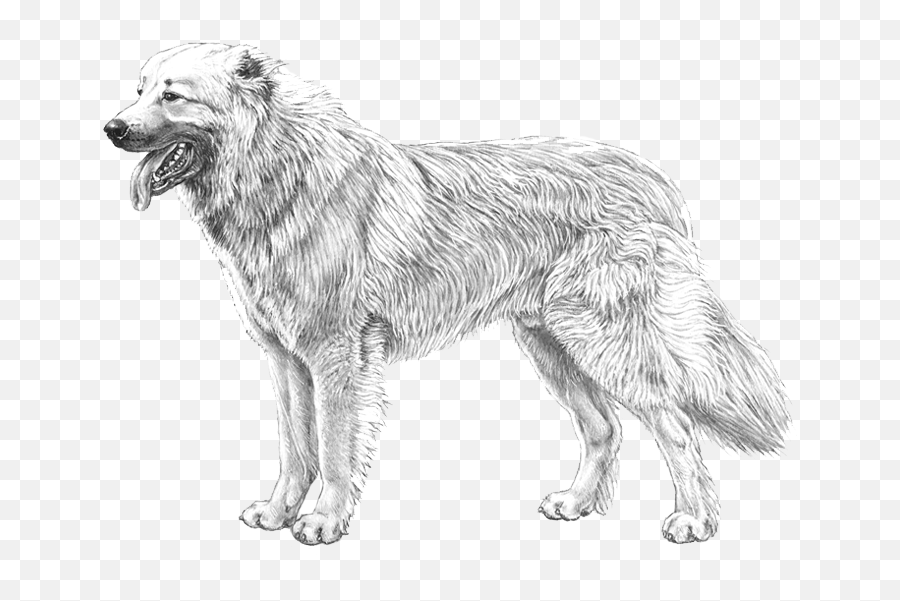 Dog Breed Info - Standard Pastore Del Caucaso Emoji,Caucasian Mountain Shepherd Puppy Emoticon