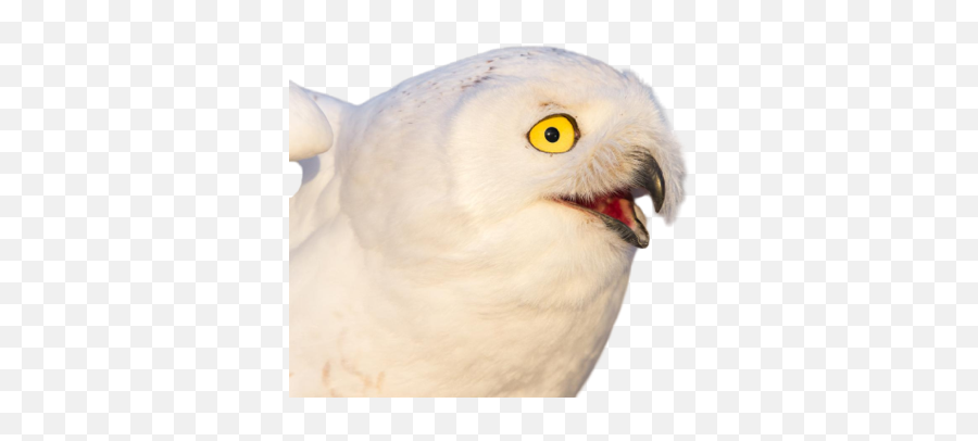 Owl Meme Stickers By - Soft Emoji,Owl Emoticon For Text Messages