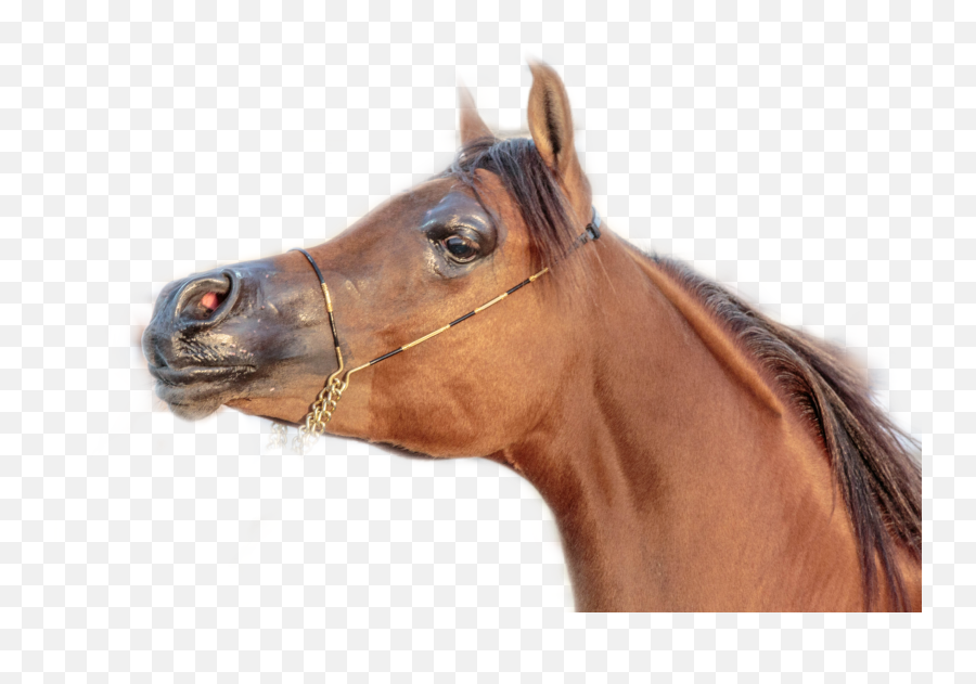 Horse Racehorse Horses Sticker - Halter Emoji,Horse Riding Emoji