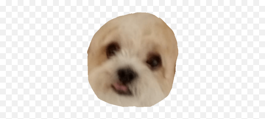 Fluffydok1 Emoji,Bichon Emoji