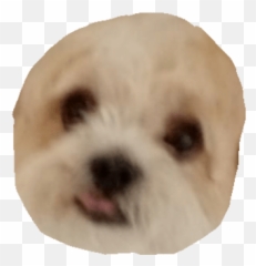 Fluffydok1 Emoji,Bichon Emoji