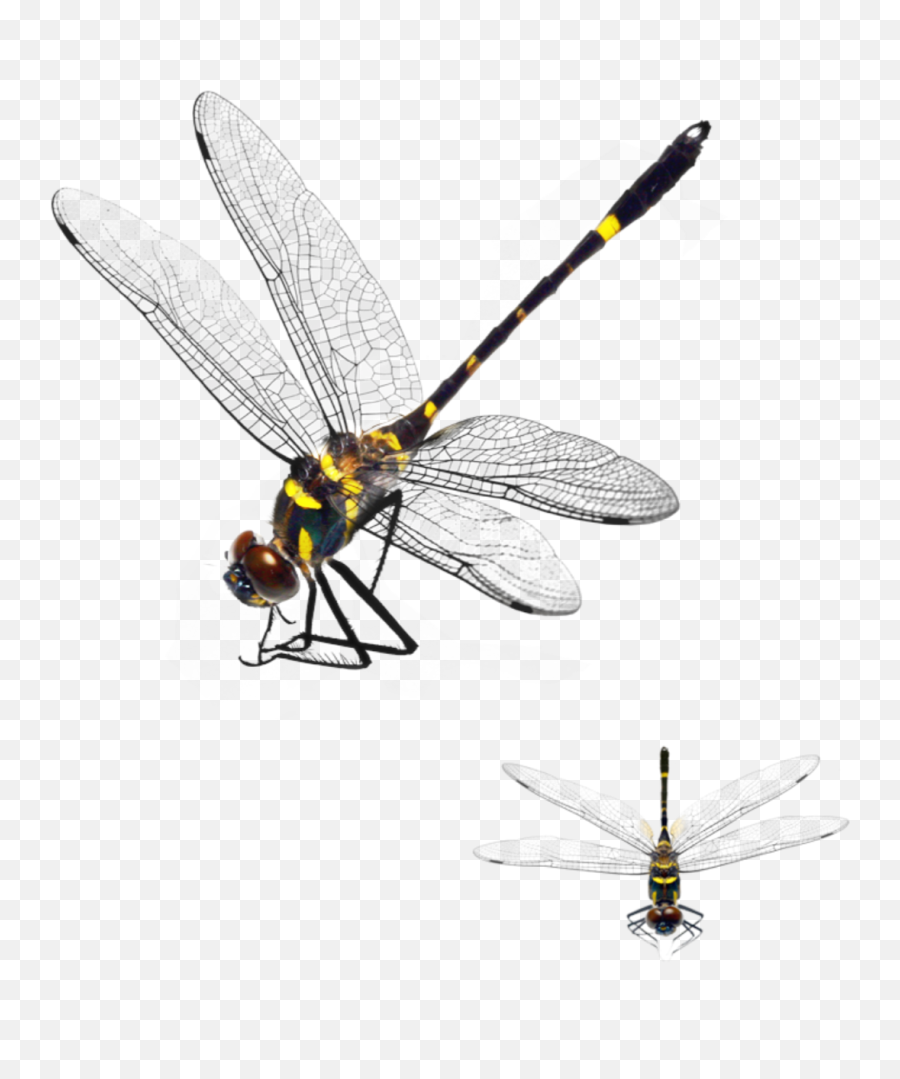 Dragonflies Dragonfly Sticker Emoji,Dragonfly Emoji