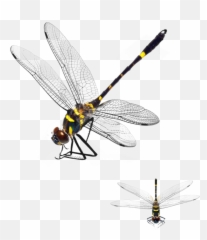 Dragonflies Dragonfly Sticker Emoji,Dragonfly Emoji