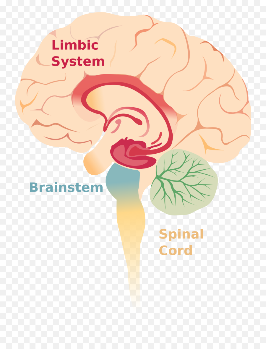 Papez Circuit - Cortex Cerebellum Limbic System Brain Stem Emoji,Emotion Brain