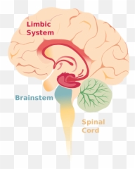 Papez Circuit - Cortex Cerebellum Limbic System Brain Stem Emoji,Emotion Brain
