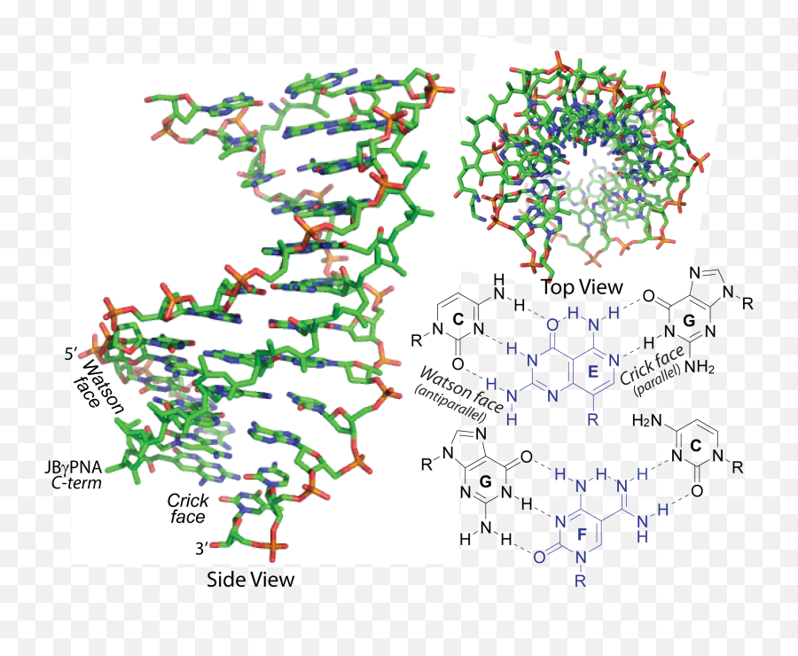 Read Exclusive - Synthetic Molecule Emoji,Janus Emotion Display