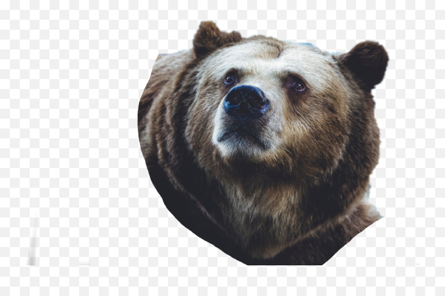 The Most Edited Sech Picsart - Bear Wallpaper For Macbook 13 Inch Emoji,Grizzly Bear Emoji Android