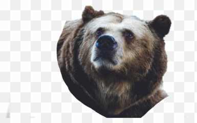 The Most Edited Sech Picsart - Bear Wallpaper For Macbook 13 Inch Emoji,Grizzly Bear Emoji Android