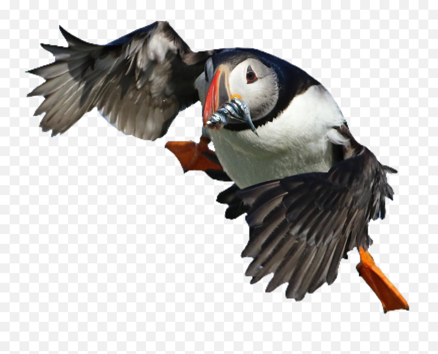 Popular And Trending - Atlantic Puffin Emoji,Puffin Emoji