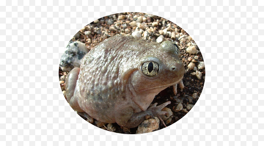 Frog Or Toad Emoji,Spadefoot Toad Emotion